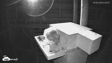 North Carolina Barn Owls Live Cam - Jun 9, 2026, 2:09am EDT