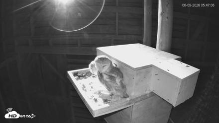 North Carolina Barn Owls Live Cam - Jun 9, 2026, 5:48am EDT