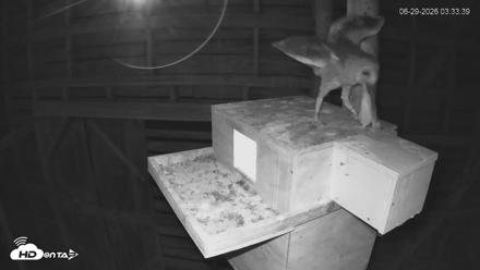 North Carolina Barn Owls Live Cam - Jun 29, 2026, 3:35am EDT