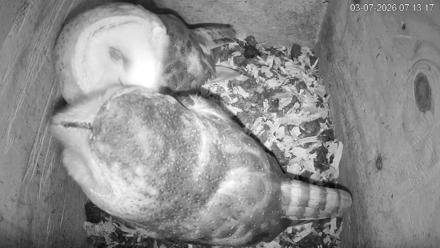 North Carolina Barn Owls Live Cam - Mar 7, 2026, 7:13am EST