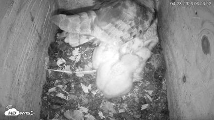 North Carolina Barn Owls Live Cam - Apr 28, 2026, 6:27am EDT