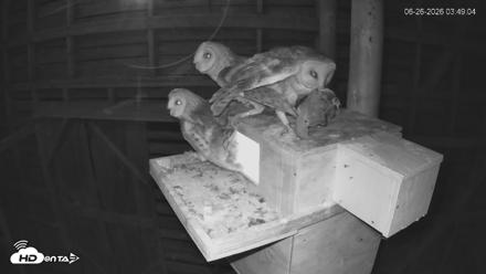North Carolina Barn Owls Live Cam - Jun 26, 2026, 3:57am EDT