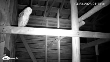 North Carolina Barn Owls Live Cam - Apr 23, 2026, 9:13pm EDT