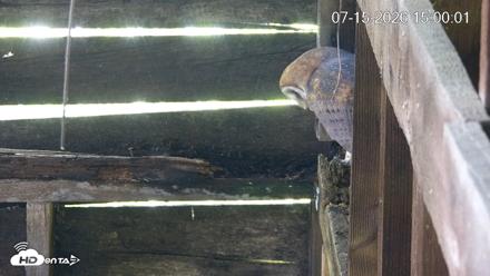 North Carolina Barn Owls Live Cam - Jul 15, 2026, 3:00pm EDT