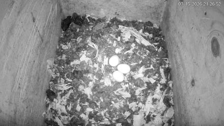 North Carolina Barn Owls Live Cam - Mar 15, 2026, 9:27pm EDT
