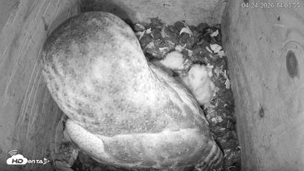 North Carolina Barn Owls Live Cam - Apr 24, 2026, 2:05pm EDT