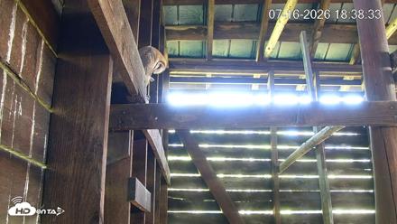 North Carolina Barn Owls Live Cam - Jul 16, 2026, 6:39pm EDT