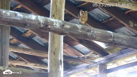 North Carolina Barn Owls Live Cam - May 13, 2026, 6:49pm EDT