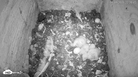 North Carolina Barn Owls Live Cam - Apr 19, 2026, 10:21pm EDT