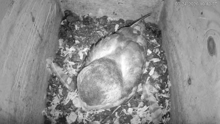 North Carolina Barn Owls Live Cam - Mar 24, 2026, 10:13am EDT