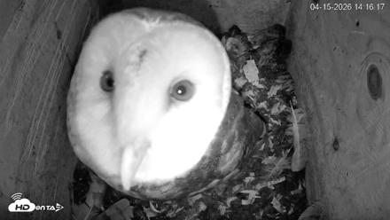 North Carolina Barn Owls Live Cam - Apr 15, 2026, 2:17pm EDT