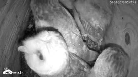 North Carolina Barn Owls Live Cam - Jun 9, 2026, 5:48am EDT