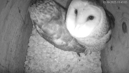 North Carolina Barn Owls Live Cam - Dec 19, 2025, 11:43am EST