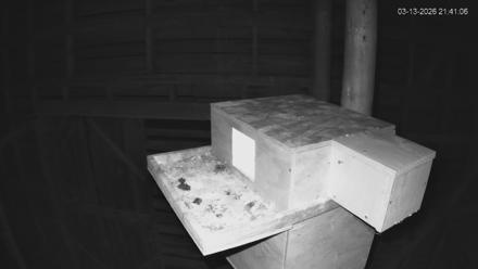 North Carolina Barn Owls Live Cam - Mar 13, 2026, 9:41pm EDT