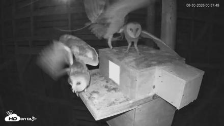 North Carolina Barn Owls Live Cam - Jun 30, 2026, 1:00am EDT