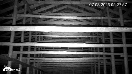 North Carolina Barn Owls Live Cam - Jul 3, 2026, 2:28am EDT