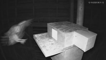 North Carolina Barn Owls Live Cam - Dec 19, 2025, 6:31am EST