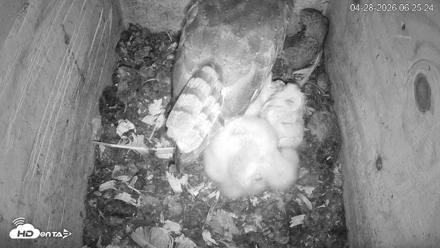 North Carolina Barn Owls Live Cam - Apr 28, 2026, 6:26am EDT