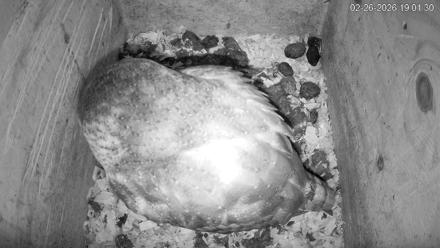 North Carolina Barn Owls Live Cam - Feb 26, 2026, 7:02pm EST