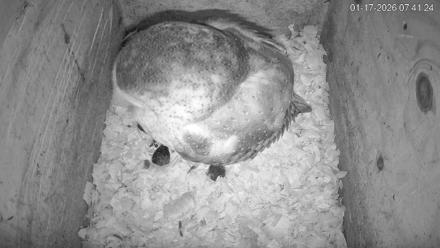 North Carolina Barn Owls Live Cam - Jan 17, 2026, 7:42am EST