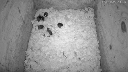 North Carolina Barn Owls Live Cam - Dec 22, 2025, 10:41am EST