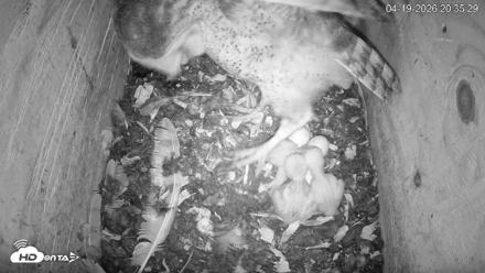 North Carolina Barn Owls Live Cam - Apr 19, 2026, 8:36pm EDT