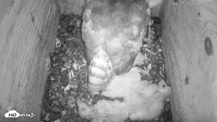 North Carolina Barn Owls Live Cam - Apr 27, 2026, 5:08pm EDT