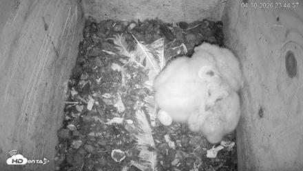 North Carolina Barn Owls Live Cam - Apr 30, 2026, 11:45pm EDT