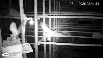North Carolina Barn Owls Live Cam - Jul 11, 2026, 10:42pm EDT