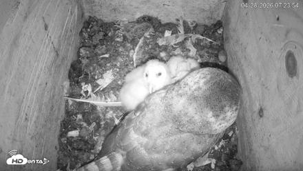 North Carolina Barn Owls Live Cam - Apr 28, 2026, 7:24am EDT