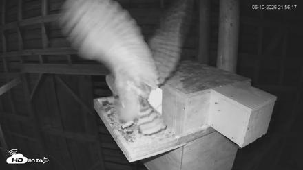 North Carolina Barn Owls Live Cam - Jun 10, 2026, 9:57pm EDT