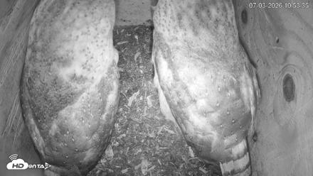North Carolina Barn Owls Live Cam - Jul 3, 2026, 10:54am EDT