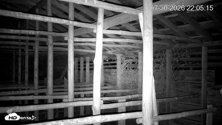 North Carolina Barn Owls Live Cam - Jul 30, 2026, 10:06pm EDT