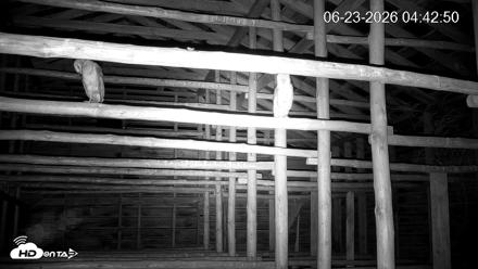 North Carolina Barn Owls Live Cam - Jun 23, 2026, 4:43am EDT
