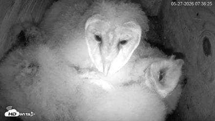North Carolina Barn Owls Live Cam - May 27, 2026, 7:37am EDT