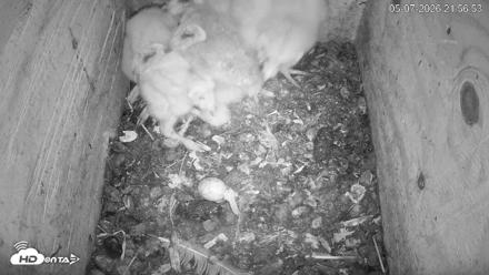 North Carolina Barn Owls Live Cam - May 7, 2026, 9:57pm EDT