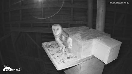North Carolina Barn Owls Live Cam - Jun 16, 2026, 5:40am EDT