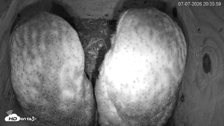 North Carolina Barn Owls Live Cam - Jul 7, 2026, 8:36pm EDT