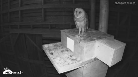 North Carolina Barn Owls Live Cam - Jul 6, 2026, 9:51pm EDT