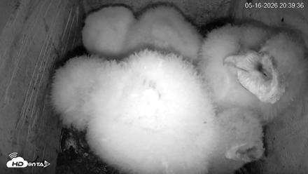North Carolina Barn Owls Live Cam - May 16, 2026, 8:41pm EDT