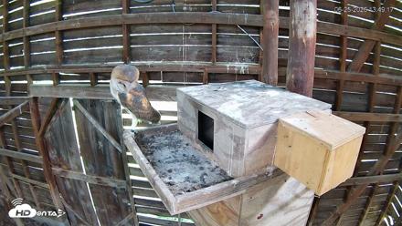 North Carolina Barn Owls Live Cam - Jun 25, 2026, 1:50pm EDT