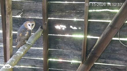 North Carolina Barn Owls Live Cam - Jul 15, 2026, 2:55pm EDT