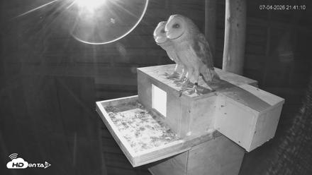 North Carolina Barn Owls Live Cam - Jul 4, 2026, 9:41pm EDT