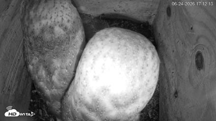 North Carolina Barn Owls Live Cam - Jun 24, 2026, 5:13pm EDT
