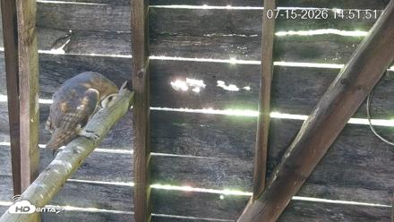 North Carolina Barn Owls Live Cam - Jul 15, 2026, 2:52pm EDT