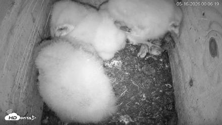 North Carolina Barn Owls Live Cam - May 16, 2026, 12:08am EDT