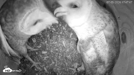 North Carolina Barn Owls Live Cam - Jul 5, 2026, 5:48pm EDT