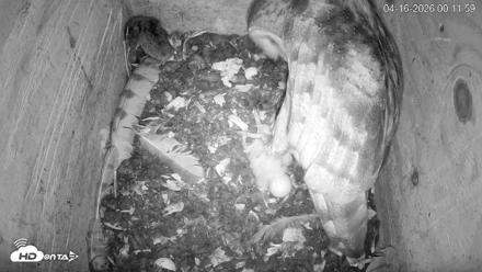 North Carolina Barn Owls Live Cam - Apr 16, 2026, 12:12am EDT