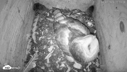 North Carolina Barn Owls Live Cam - Apr 13, 2026, 10:35pm EDT