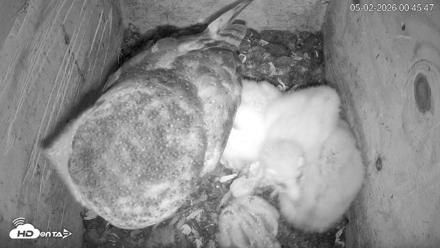 North Carolina Barn Owls Live Cam - May 2, 2026, 12:46am EDT